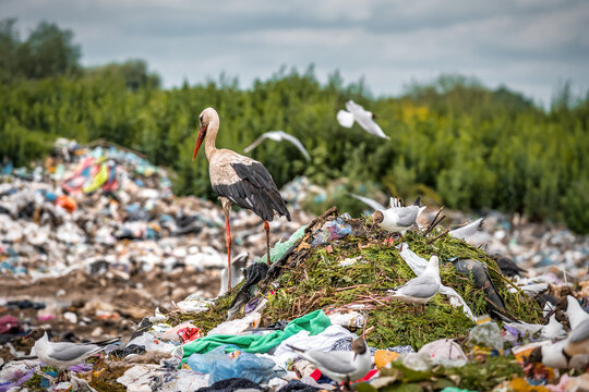 Live wild stork and other birds on the garbage dump