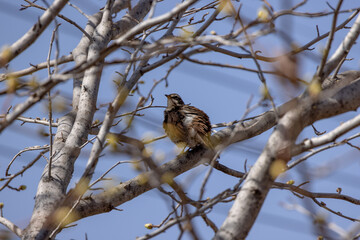 木にとまるムクドリ