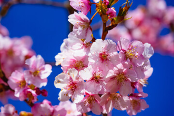 豊前の河津桜
