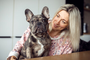 Portrait of charming French bulldog who poses seriously looking at camera. Hostess is admiring her...