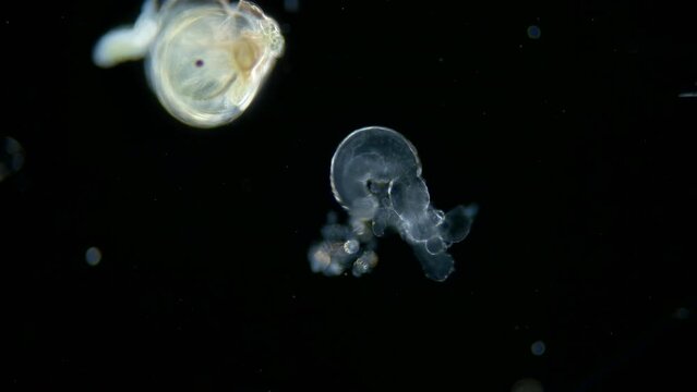 Part of Siphonophora colony under a microscope, class Hydrozoa. Trapping tentacles, gonozoid or gastrozoid are visible. Nauplios and veliger. Red Sea