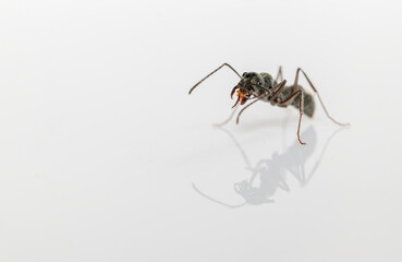 Photo of a Ponerine ant (Scientific name: Diacamma indicum)