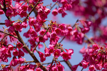 一面のピンクの花