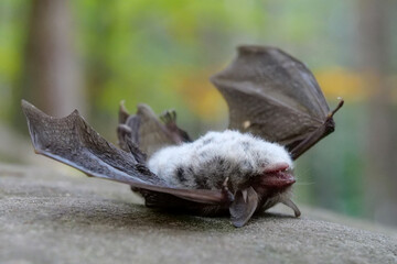 Dead bat lies on its back on a stone in forest