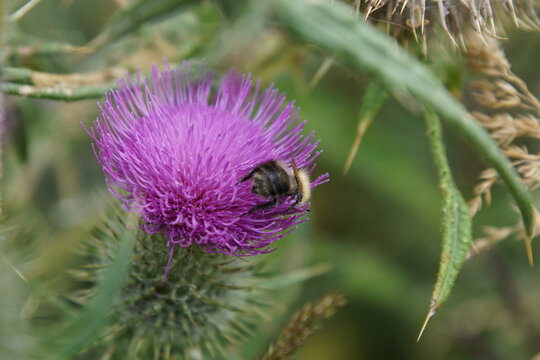 Bumblebee (Bombus spp) on a Spear Thistle (Cirsium vulgare), Lothersdale, North Yorkshire, England