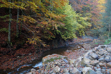Beautiful autumn forest in Carpathian mountains