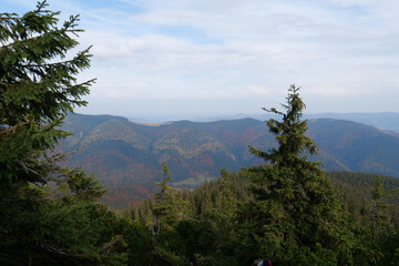 Beautiful autumn forest in Carpathian mountains