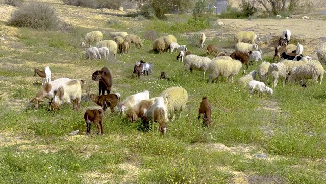 Herd of sheep and goats graze on the grass in the Negev desert in spring