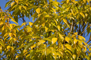 一面の黄色い葉