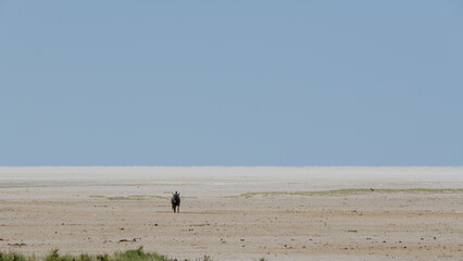 Flickering hot Etosha salt pan with lonely Wildebeest, light blue sky, no clouds