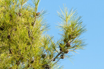 Fir branch with cones against the sky