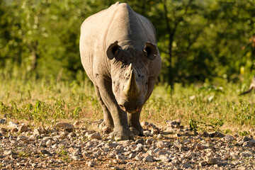 Frontal low angle Black Rhino bull in warm low angle light, background green vegetation, stones in foreground, no sky