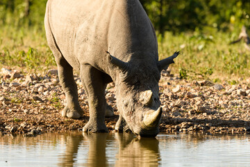 Low angle of Black Rhino drinking at natural waterhole, warm low sunlight, green vegetation in background, no sky
