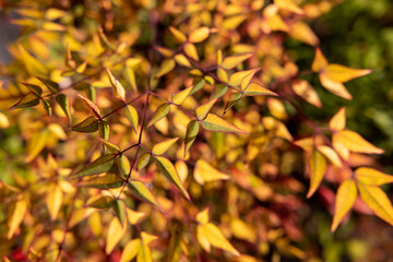 一面の黄色い葉っぱ