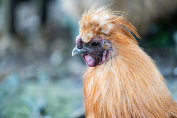 portrait of a rooster