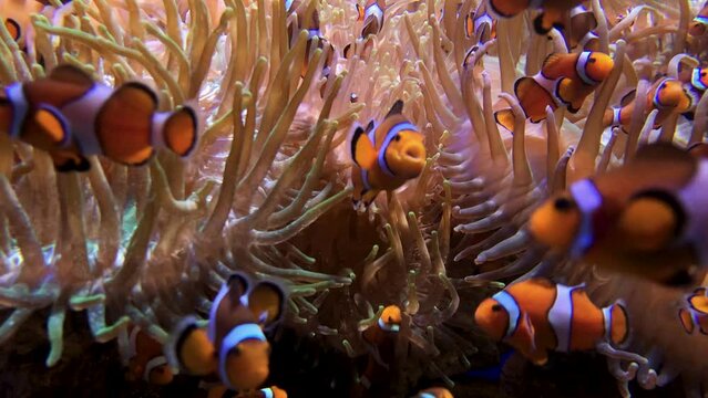 colourful Clownfish or anemonefish Amphiprioninae in the family Pomacentridae in deep ocean water 