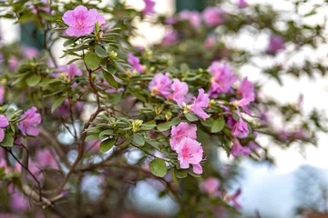 Photo sur Plexiglas Azalée Pink rhododendron in full bloom. Spring blooming garden