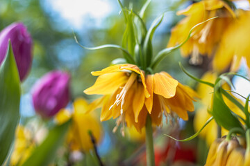 Kaisers crown fritillaria imperialis lutea flower yellow color