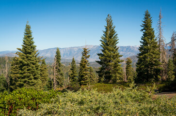 Fototapeta na wymiar Treeline and Mountain Ridge at Giant Sequoia National Monument