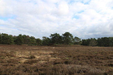 Heathland in winter | Hiking the Nordpfad "Wolfsgrund" in northwestern Germany
