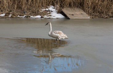 The mute swan (Cygnus olor). A young bird walks on ice in winter. The problem of bird migration.