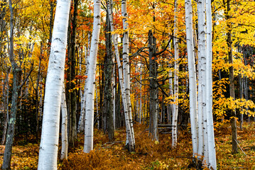 Fall Foliage in New England