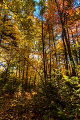 New England Colors of Falls