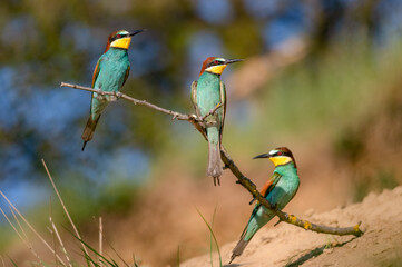 Beautiful colourful The European bee-eater (Merops apiaster) sitting on a branch on a green background. Beauty of spring nature. 