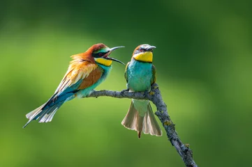 Zelfklevend Fotobehang The European bee-eater (Merops apiaster). Two birds arguing. Angry birds.  © Stanislav