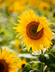 Sunflower flower close-up against the background of other flowers. Selective focus. natural background