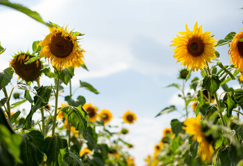 Sunflower field on a sunny day against the sky. Selective focus. Natural background.