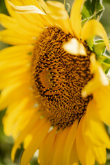 Sunflower flower close-up against the background of other flowers. Selective focus. natural background