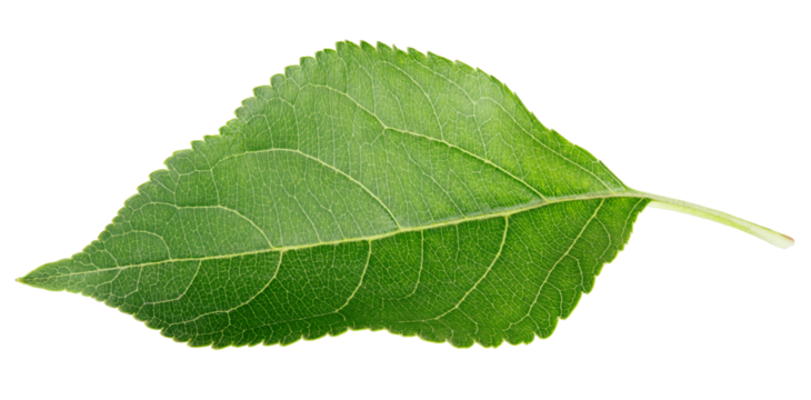 Green apple leaf isolated on transparent background
