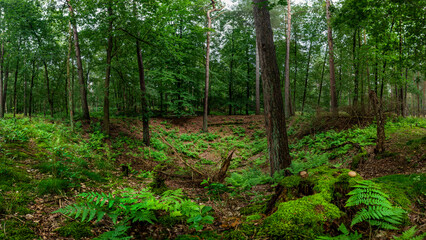 Fototapeta na wymiar Panorama, bomen in het bos, Netherlands