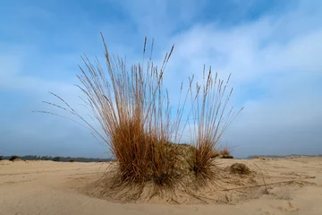 Fototapeten Drunense duinen, Loon op Zand, Netherlands. © Joris