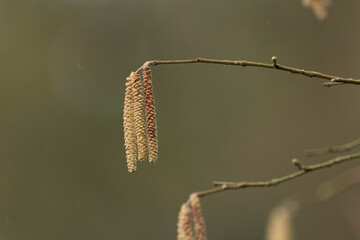 Willow or hazelnut Catkins in early march