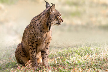  Iberian Lynx. Concept animals that have survived extinction.