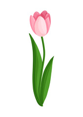 Pink tulip flower. Spring blooming vector illustration for women's day, mother's day, easter and other holidays. Floral isolated design for postcard, poster, ad, decor, fabric and other uses.