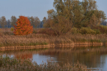 Linum im Herbst	