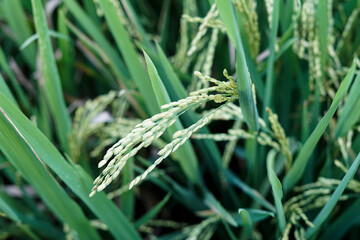 healthy and good rice growth ready for harvest