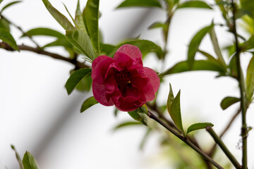赤い桃の花