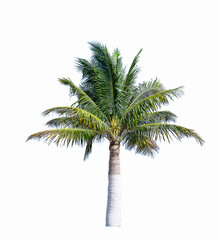 Coconut tree isolated on white background. 