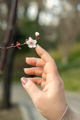 Selective focus. Mature woman's hand is touching cherry blossom. Blooming cherry tree  branch with selective focus against blurred green meadow.