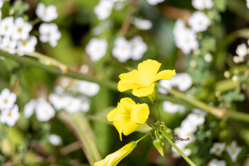 可愛い黄色い花