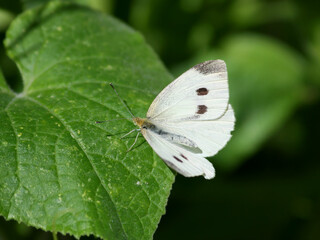 Cabbage White Butterfly aka Pieris Rapae on Green Leaf
