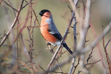 male bullfinch on branch