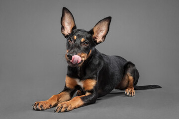 cute australian kelpie puppy dog lying down on the floor in the studio on a grey background licking its mouth