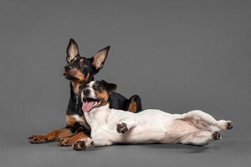 cute australian kelpie puppy dog and a jack russell terrier posing in the studio on a grey background