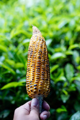 person holding roasted corn