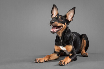 cute australian kelpie puppy dog lying down on the floor in the studio on a grey background